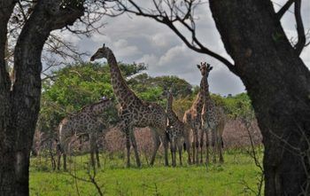 Pilanesberg Tented Safari Camp Mogwase Exterior foto